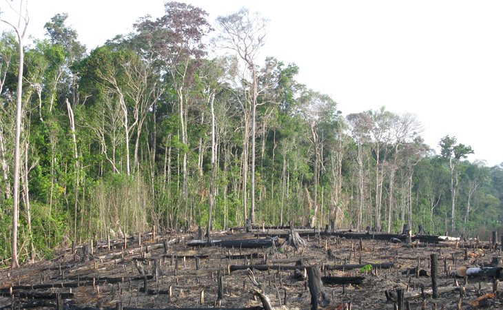 El incendio del Amazonas es el resultado de la deforestación practicada por la humanidad en sus frondosos y amplios bosques, supone la pérdida de biodiversidad y consecuencias para la salud