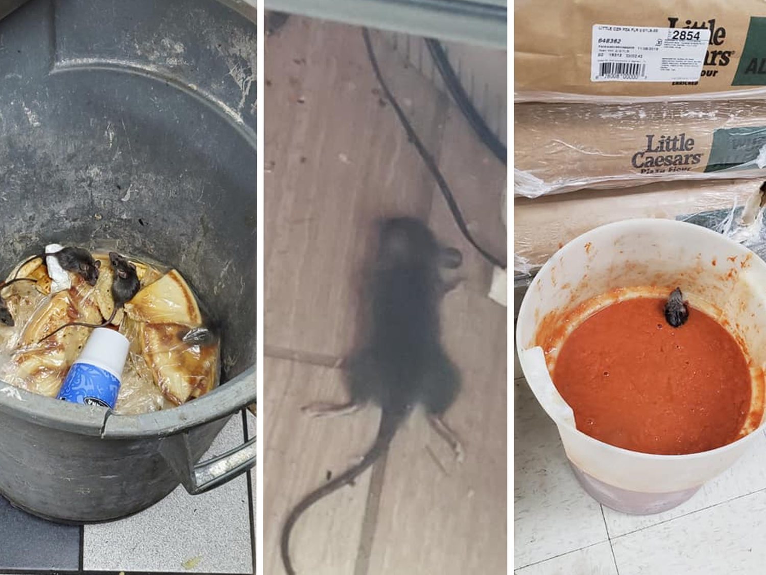 Un empleado de una conocida pizzería difunde fotos de ratas caminando por toda la comida