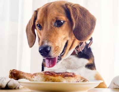 Lista de alimentos para humanos que jamás debes darle de comer a tu perro