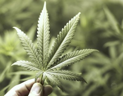 Marruecos legalizará el cultivo, la exportación y la venta de marihuana con THC