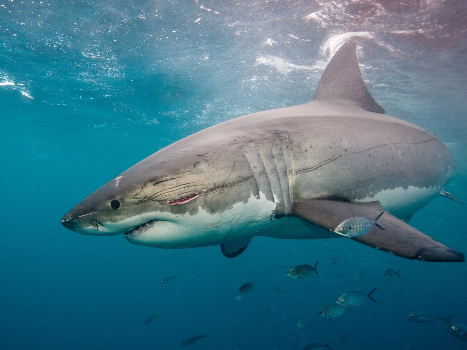 Las playas españolas que han registrado más avistamientos de tiburones