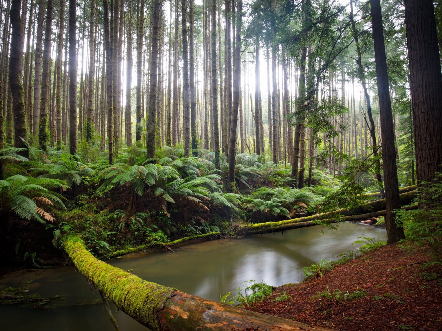 10 bosques espectaculares para resguardarse del calor en el norte de España