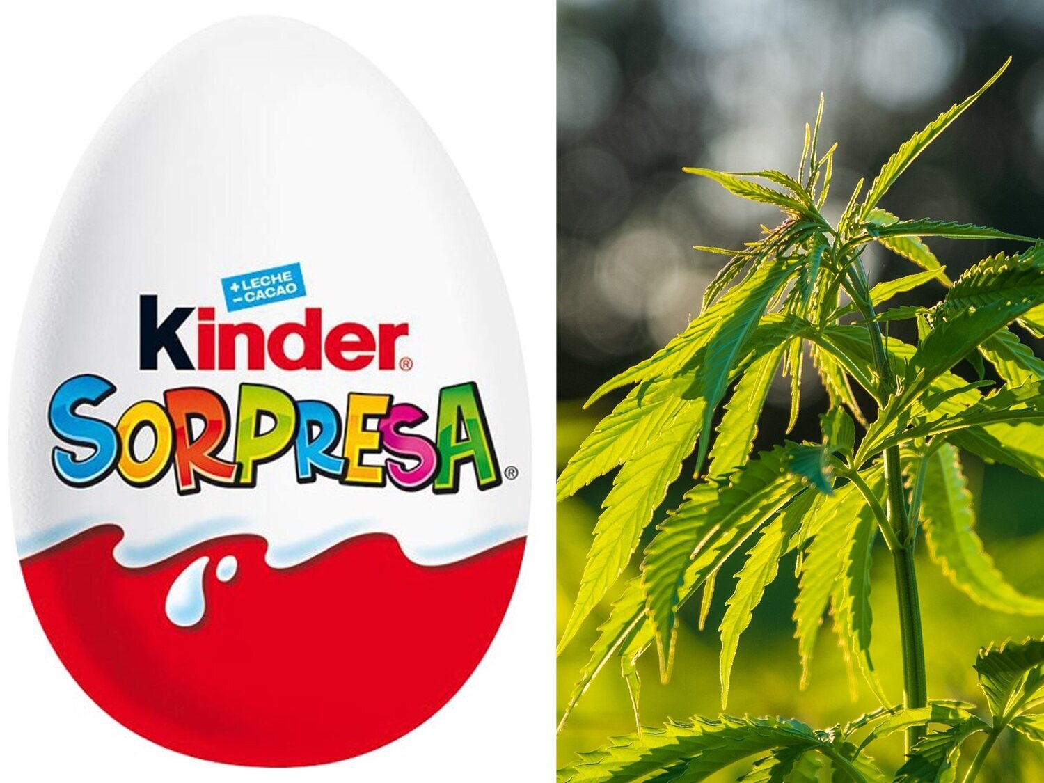 Ingresa una niña en coma tras ingerir cannabis oculto en un huevo Kinder Sorpresa