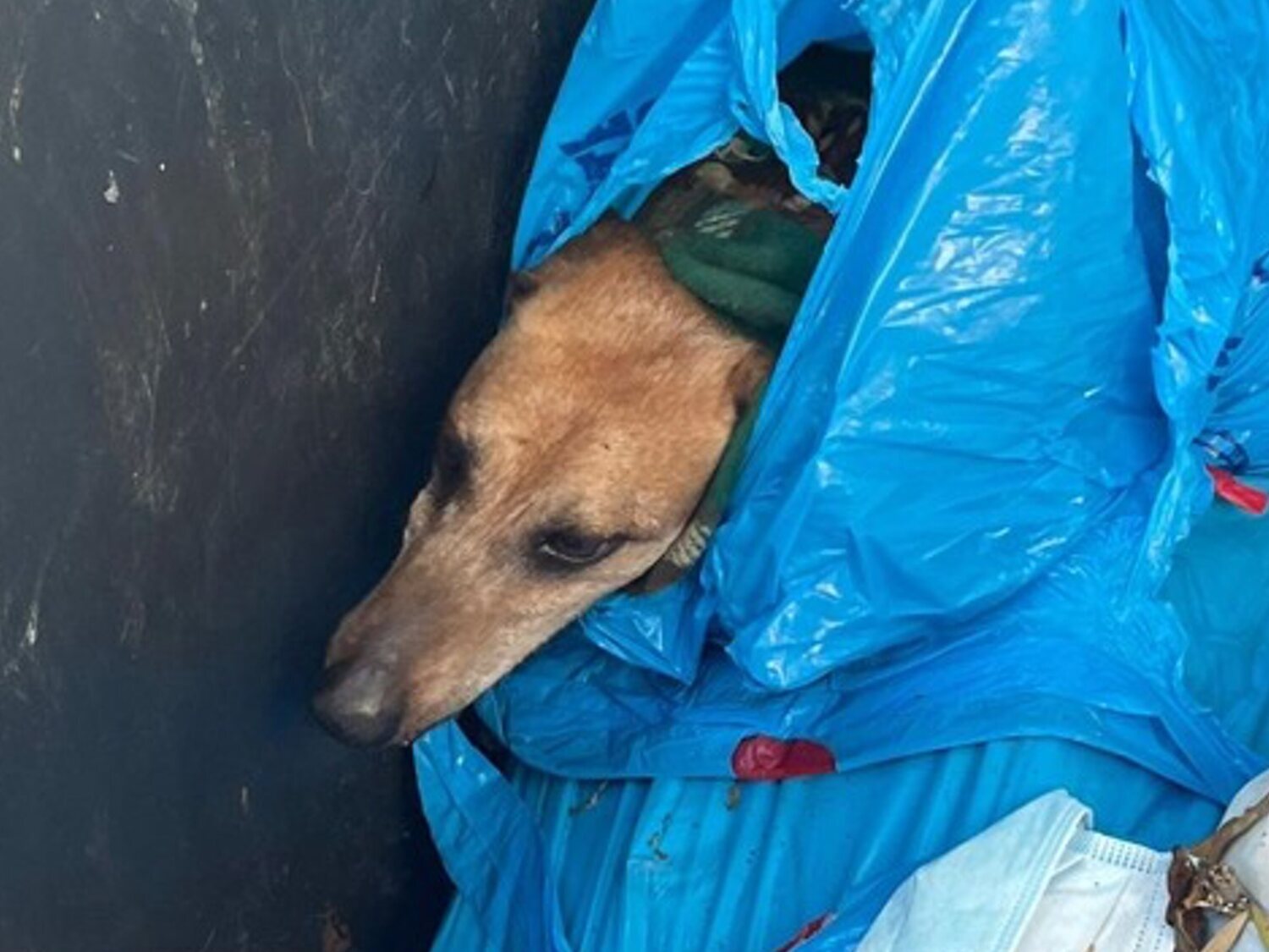 Muere un perro arrojado a la basura con heridas: un vecino alertó al escuchar su llanto