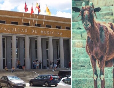 Detenido por violar a una cabra en el Hospital Veterinario de la Complutense de Madrid