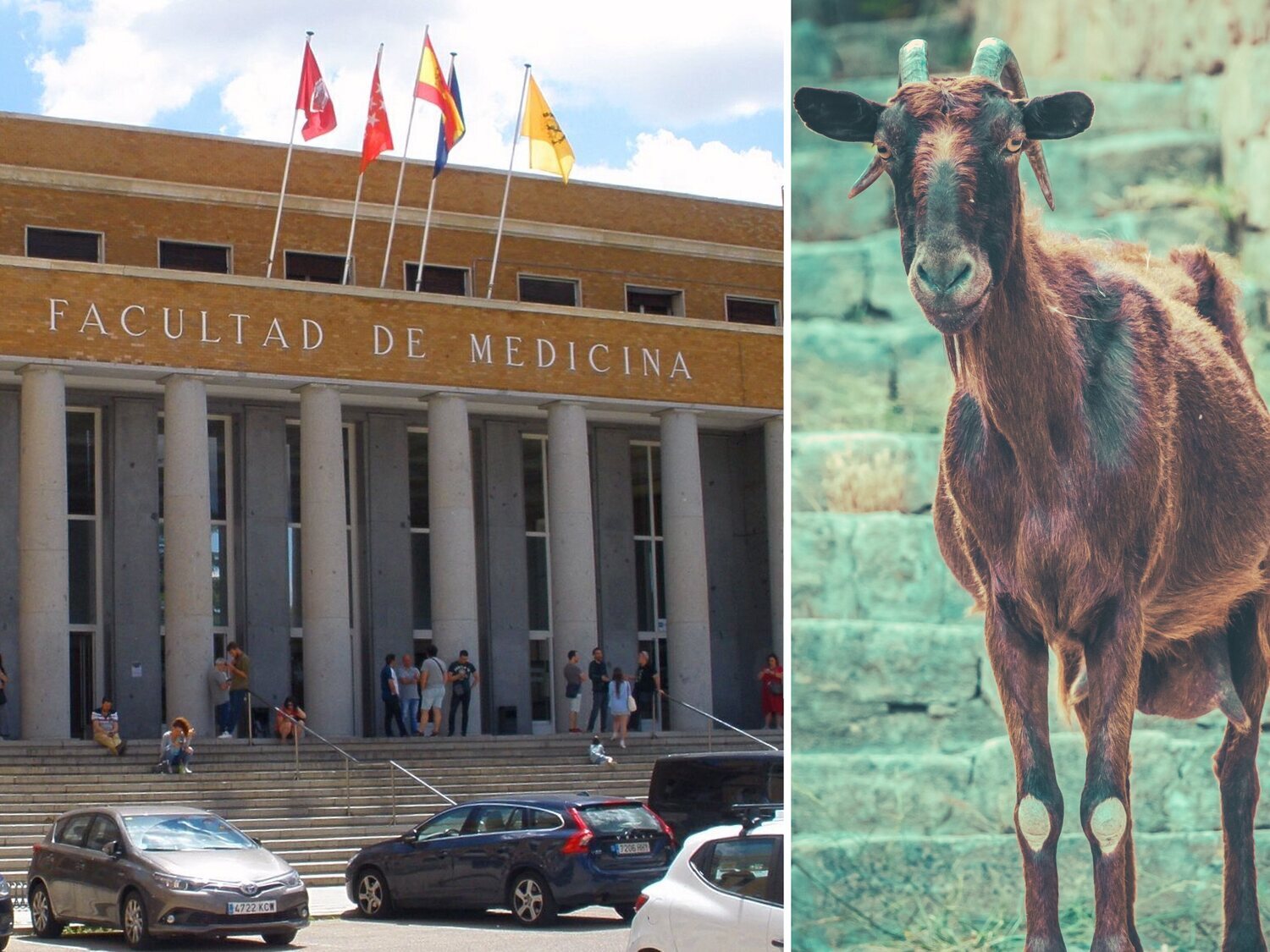 Detenido por violar a una cabra en el Hospital Veterinario de la Complutense de Madrid