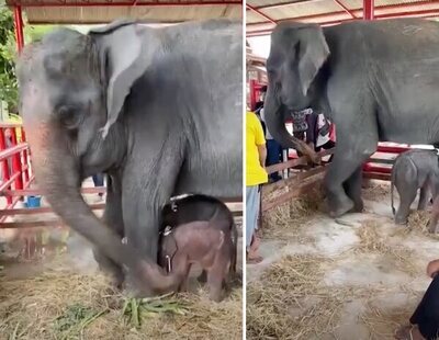 Nacen dos elefantes gemelos de distinto sexo en Tailandia, un fenómeno poco habitual