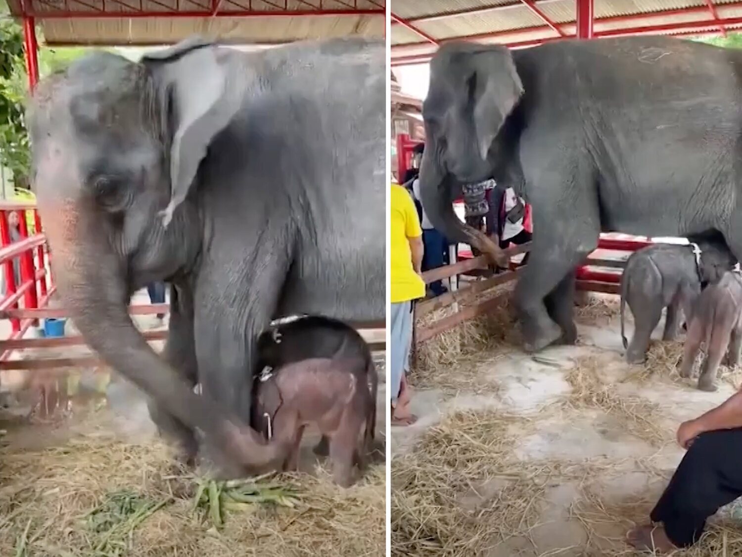 Nacen dos elefantes gemelos de distinto sexo en Tailandia, un fenómeno poco habitual