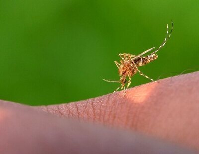 Despídete de los mosquitos con este truco del papel higiénico que se ha vuelto viral