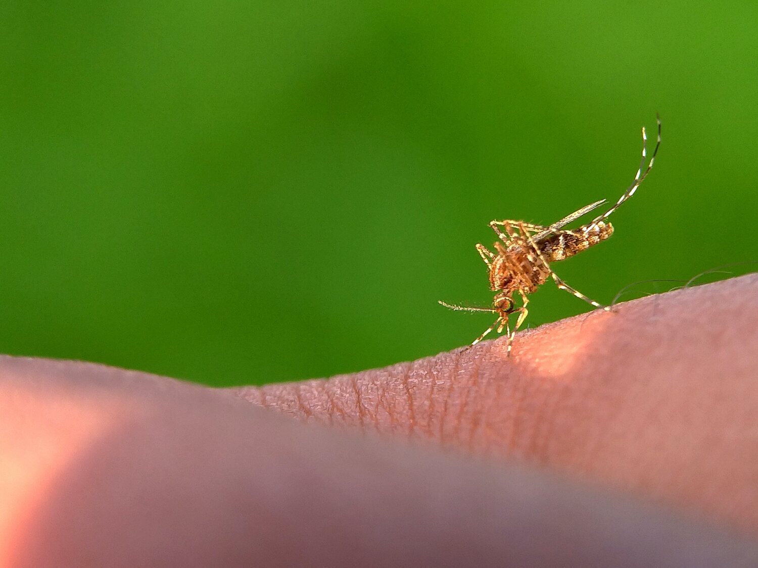 Despídete de los mosquitos con este truco del papel higiénico que se ha vuelto viral