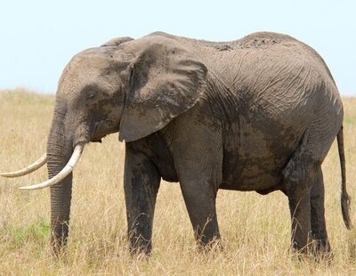 Muere un turista español pisoteado por la matriarca de elefantes a la que fotografiaba en Sudáfrica