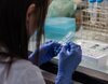 Descubren un nuevo hongo contagioso en China con gran capacidad de mutación: ya hay dos muertos