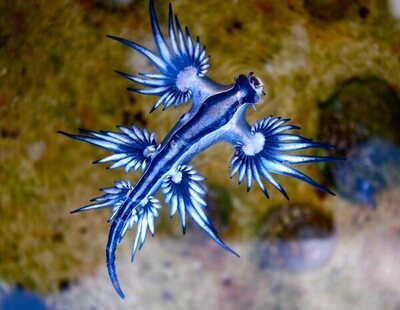 Cierran la playa de Los Dos Roques en Gran Canaria por el molusco venenoso dragón azul