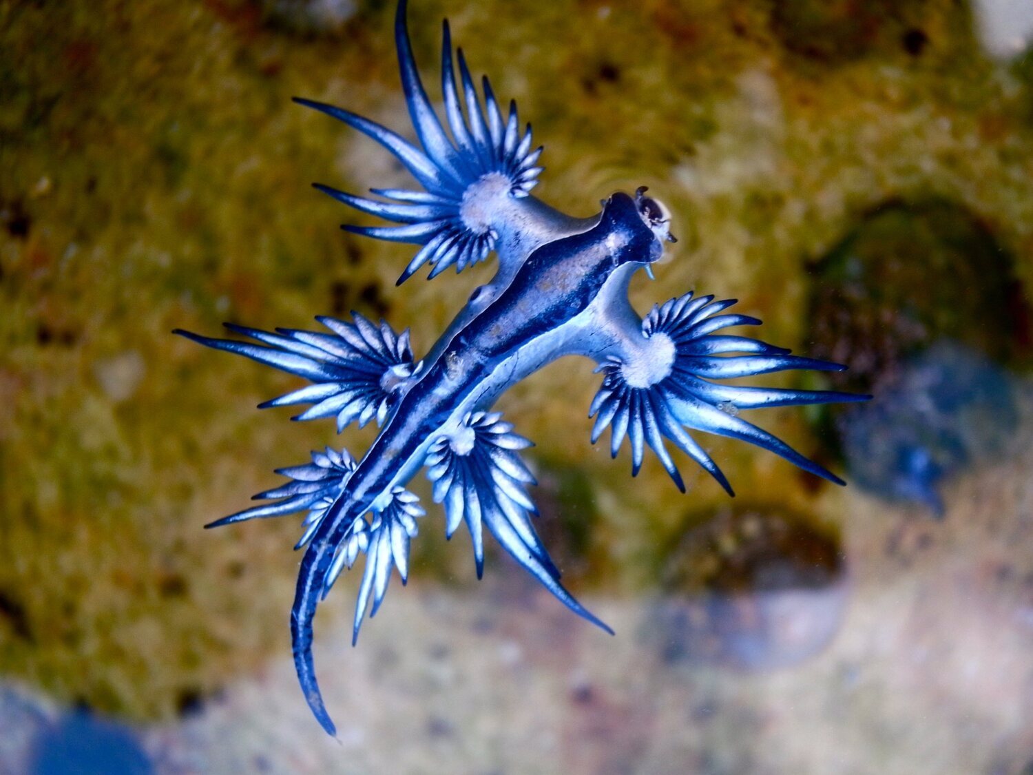 Cierran la playa de Los Dos Roques en Gran Canaria por el molusco venenoso dragón azul