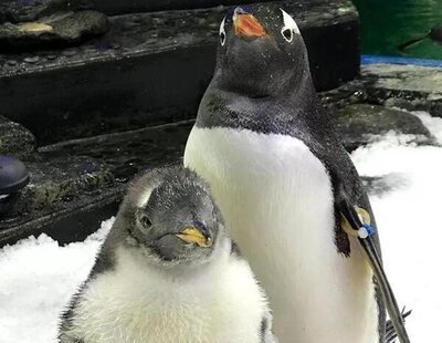 Muere Sphen, el pingüino gay que incubó a su cría junto a su pareja Magic en Australia