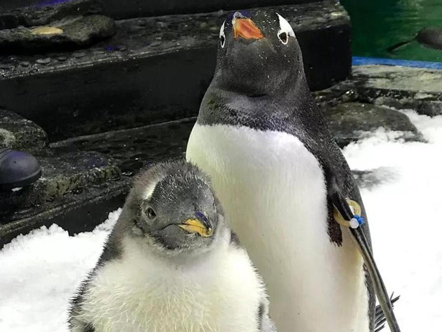 Muere Sphen, el pingüino gay que incubó a su cría junto a su pareja Magic en Australia