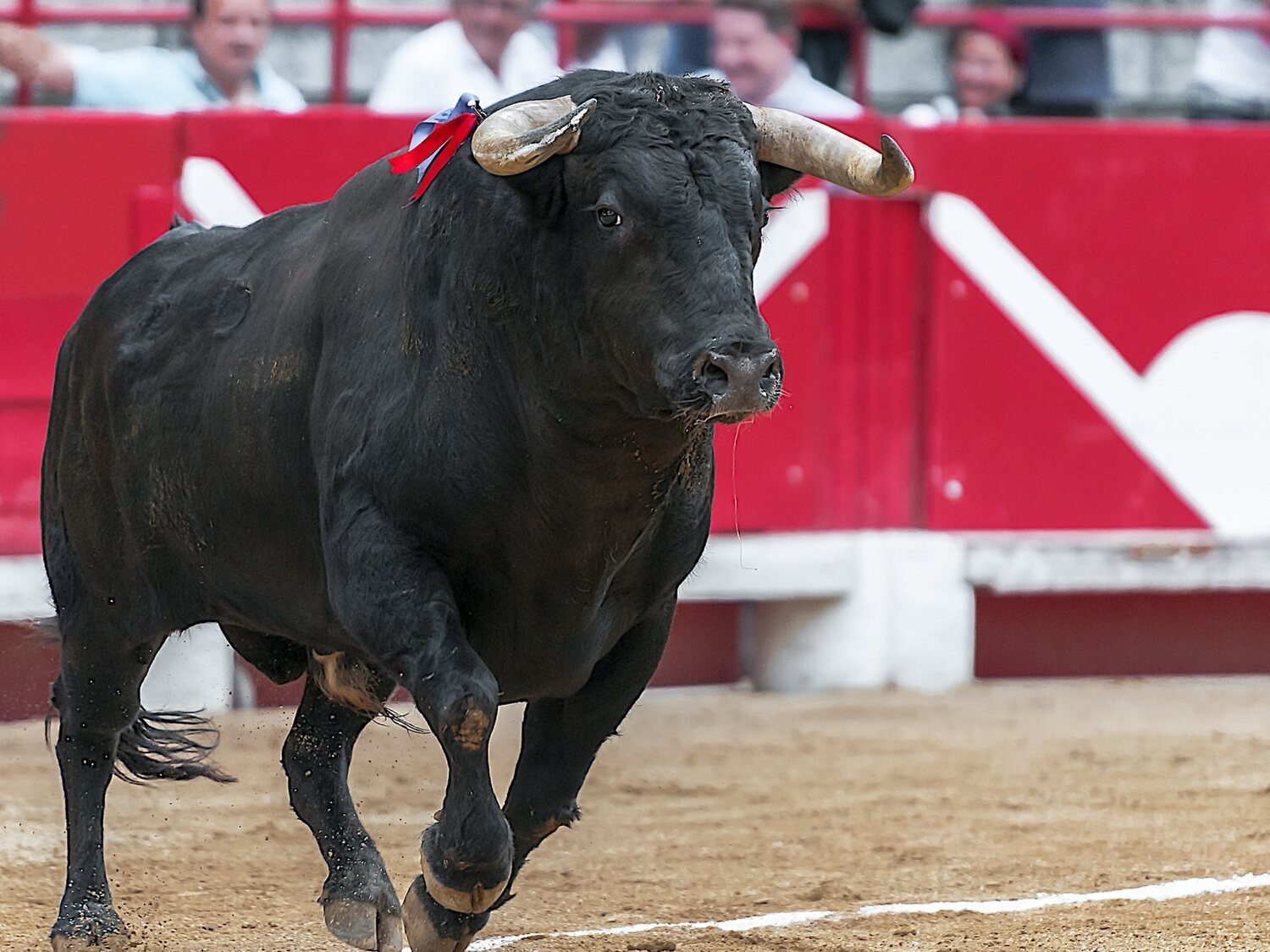 Muere un hombre brutalmente corneado por un toro en El Casar (Guadalajara)