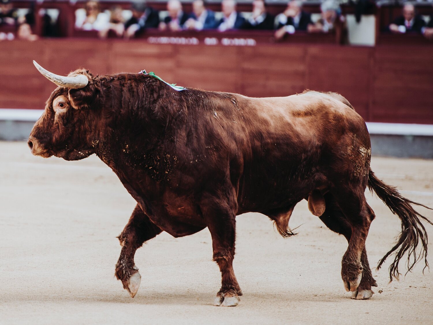 Desmantelan un laboratorio de cocaína en una plaza de toros de Toledo