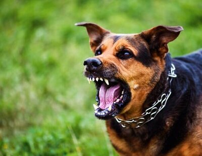 La Guardia Civil busca al perro que mató brutalmente a un hombre de 78 en Palencia