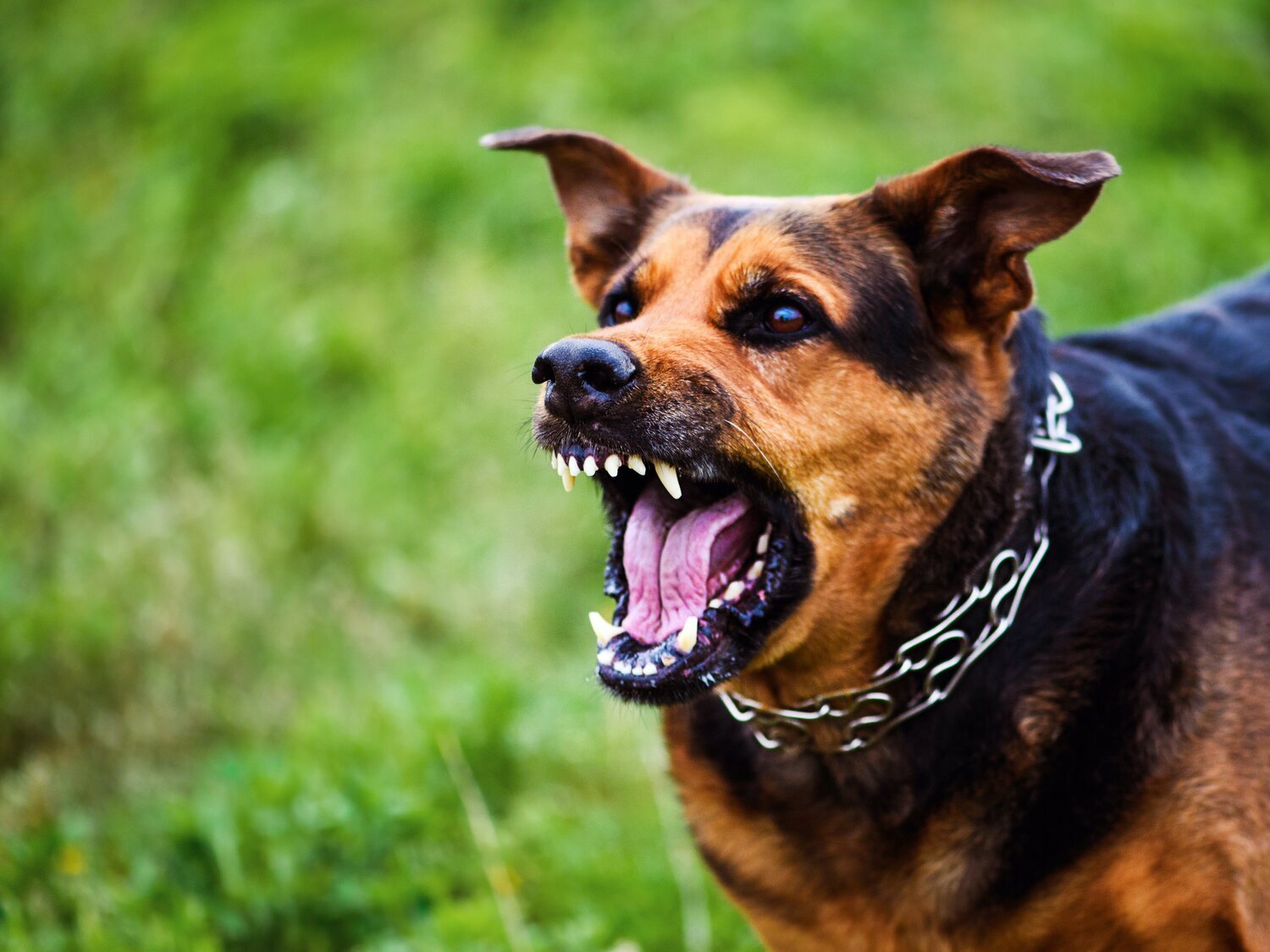 La Guardia Civil busca al perro que mató brutalmente a un hombre de 78 en Palencia