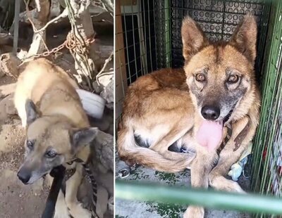 Cruel caso de maltrato animal en Tenerife: abandonan a un perro atado a un bidón con la pata partida