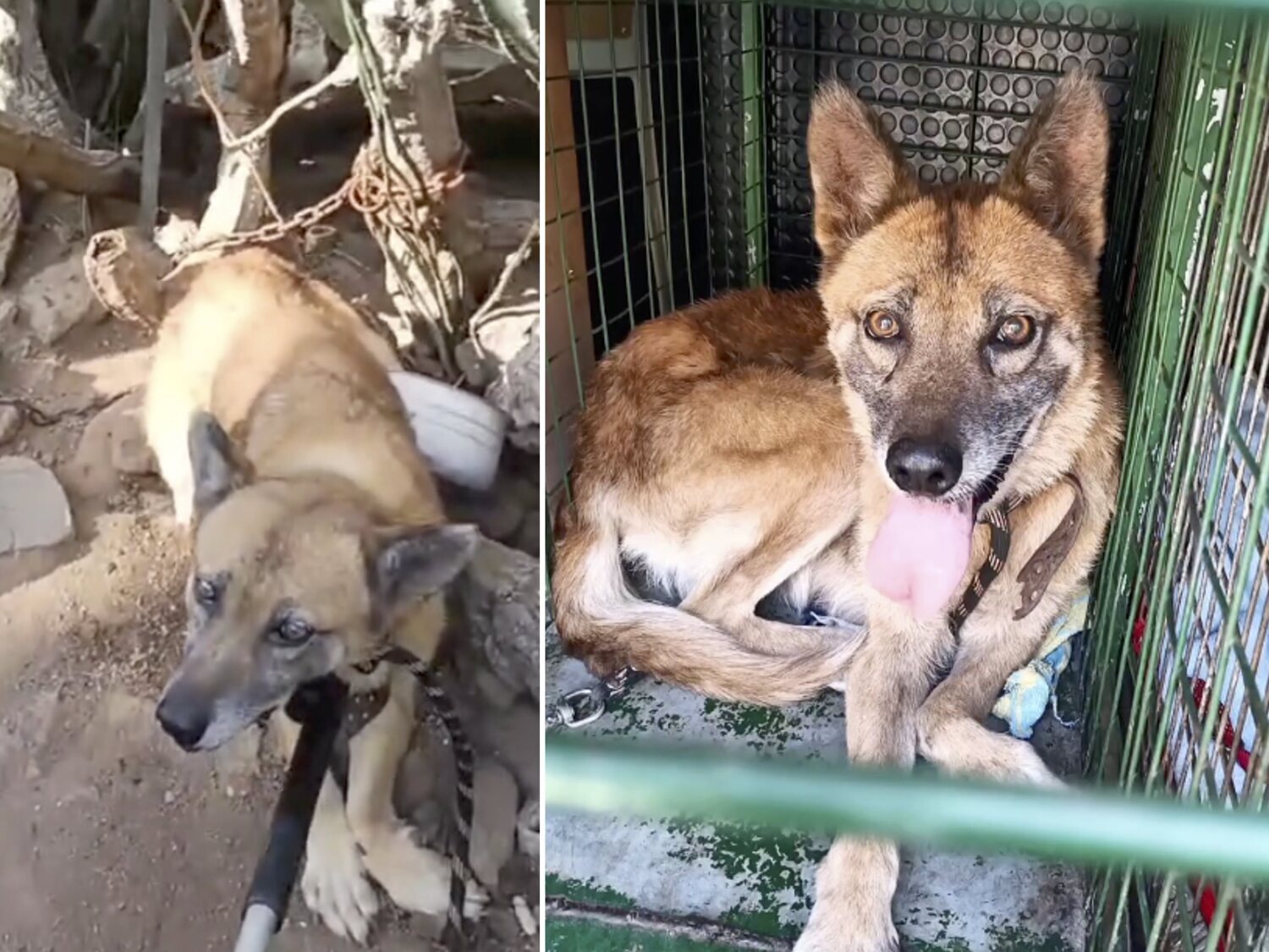 Cruel caso de maltrato animal en Tenerife: abandonan a un perro atado a un bidón con la pata partida