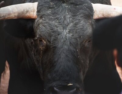 Pánico en Toledo: abatido un toro tras escapar de un encierro dejando un muerto y tres heridos