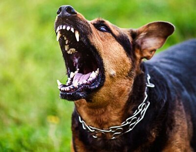 Una jauría de perros de caza ataca en plena batida a un menor que paseaba a su mascota