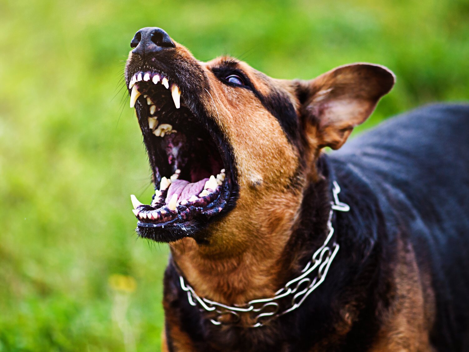 Una jauría de perros de caza ataca en plena batida a un menor que paseaba a su mascota