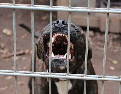 Un pitbull destroza la cara de un niño de dos años en una casa okupada en Alcalá de Henares