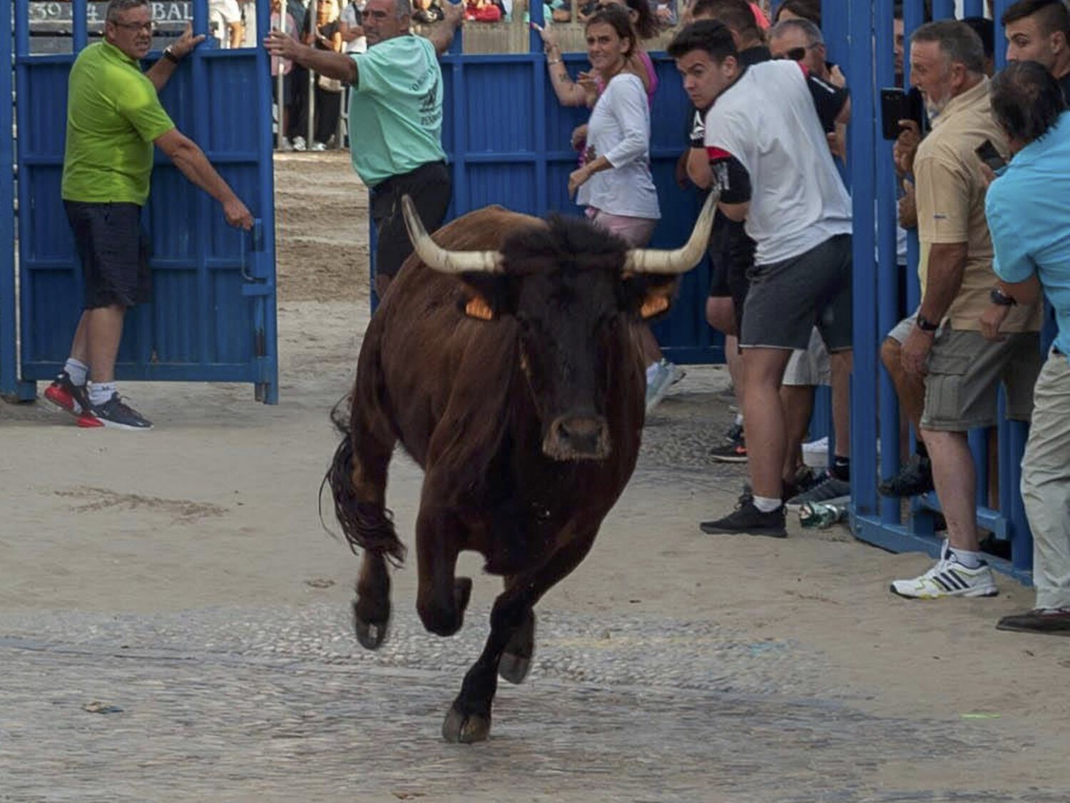 Muere un hombre al tropezarse y ser embestido brutalmente por un toro en Castellón