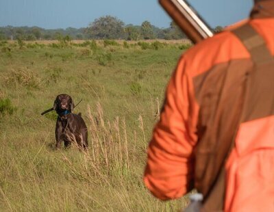 Muere un cazador brutalmente embestido por la vaca a la que pretendía disparar en Madrid