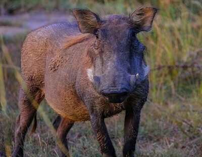 Muere un cazador en Córdoba tras dispararse saltando de un árbol para matar a un jabalí