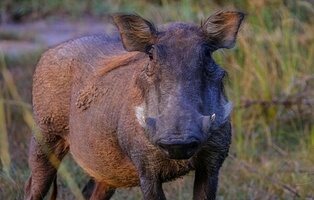 Muere un cazador en Córdoba tras dispararse saltando de un árbol para matar a un jabalí