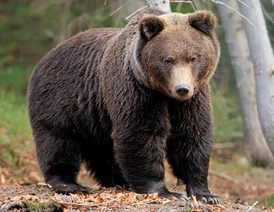 Muere un cazador brutalmente aplastado por el oso que persiguió y disparó en pleno bosque