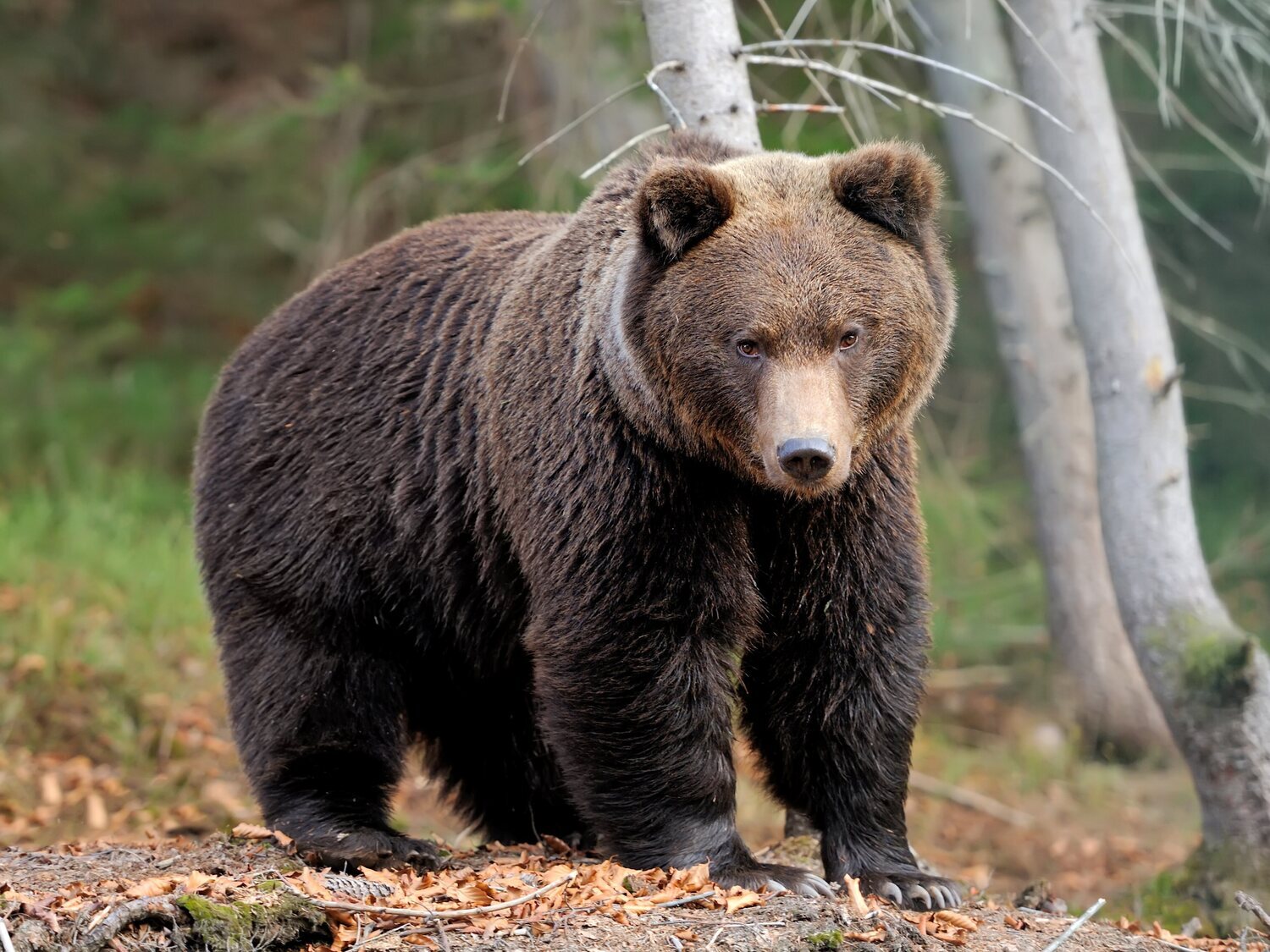 Muere un cazador brutalmente aplastado por el oso que persiguió y disparó en pleno bosque