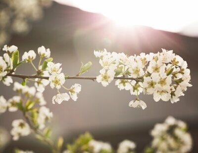 Cuándo empieza en España la primavera 2025: fechas y períodos