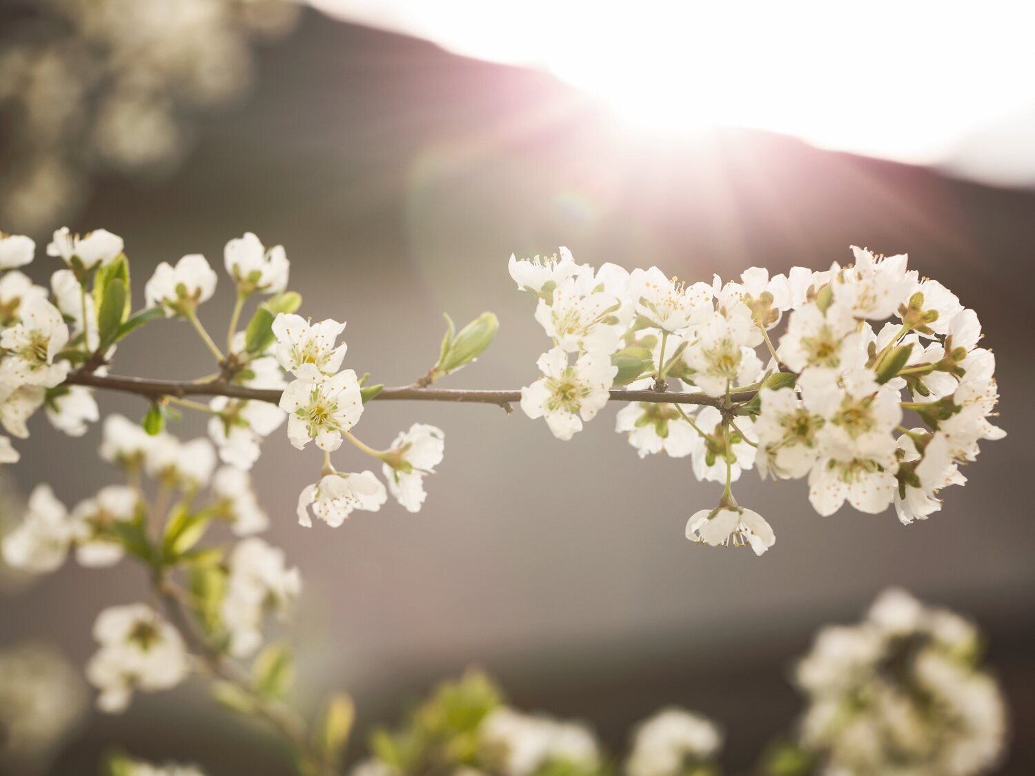 Cuándo empieza en España la primavera 2025: fechas y períodos