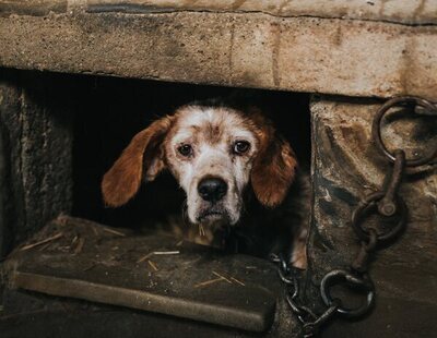 Maltrato animal: asesinan a tres cachorros y encuentran otros 11 bajo maltrato en Madrid