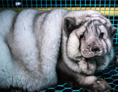 Maltrato animal: zorros monstruosos para fabricar más abrigos de piel en Finlandia