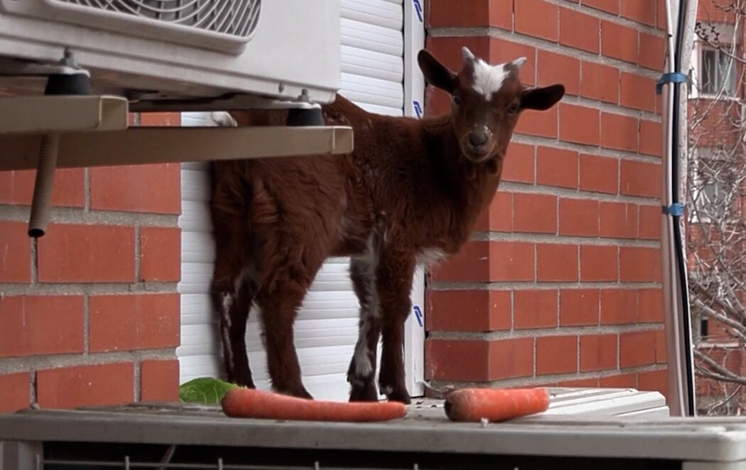 Rescatada una cabra en la ventana de un quinto piso en Madrid