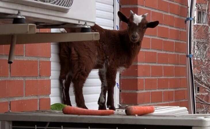 Rescatada una cabra en la ventana de un quinto piso en Madrid